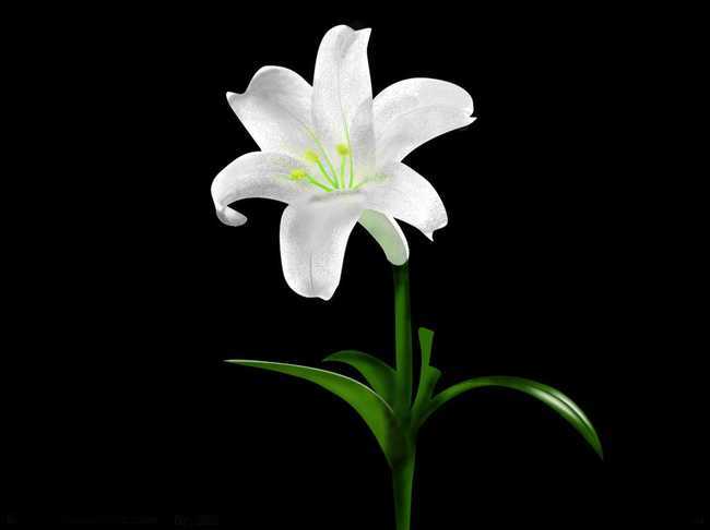 百合花语 百合花语大全