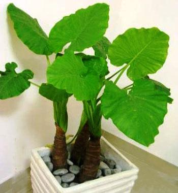 滴水观音有毒吗