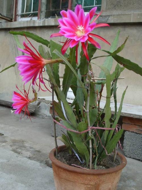 令箭荷花的养殖方法和家居风水影响